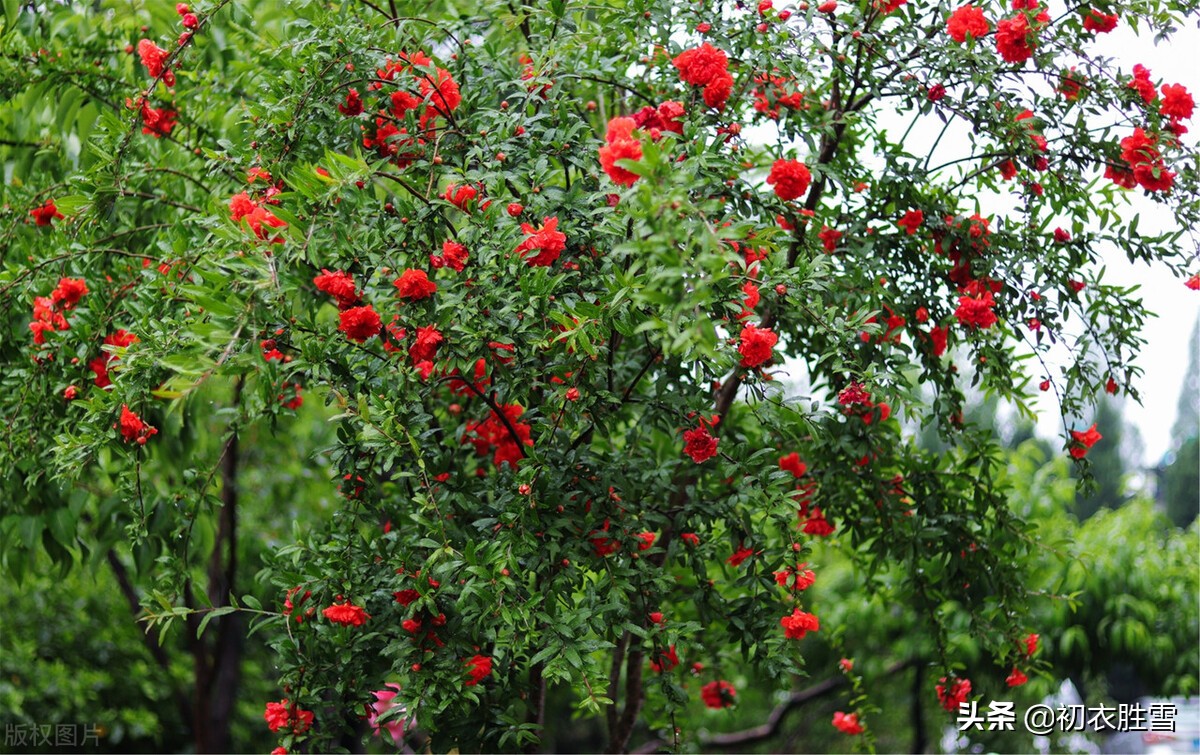 生如夏花，立夏赏读六首石榴花诗，炎炎日正午，灼灼火俱燃