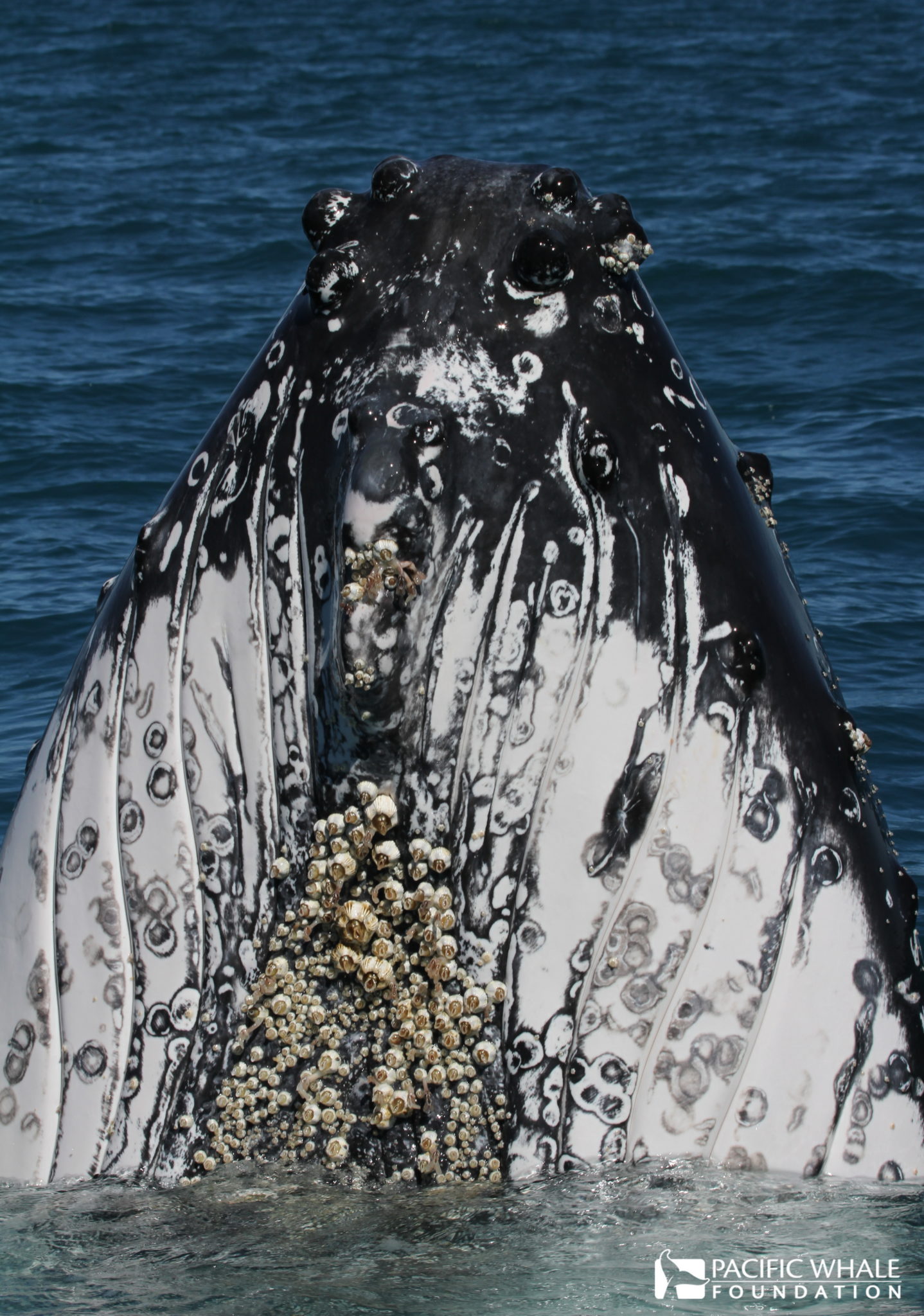 鲸身上的藤壶照片图片