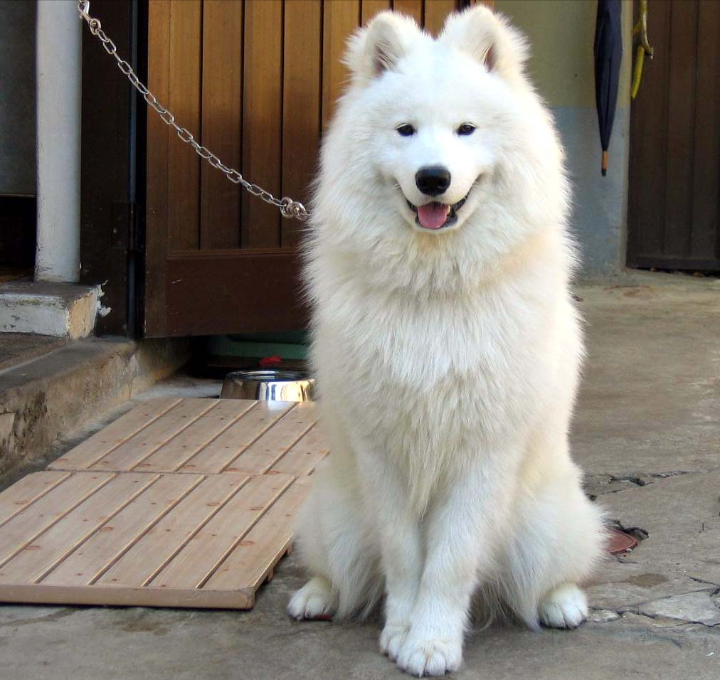 新手养狗指南:想养中型犬的看过来,这5种狗非常棒