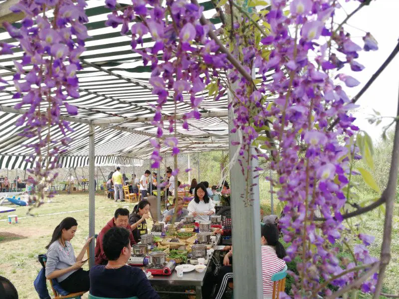 清明去哪儿？成都出发9条线路，踏青赏花逛古镇，采茶逗鹿看石刻