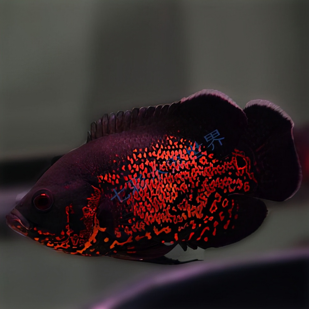 热带鱼品种大全图近百种热带鱼欣赏