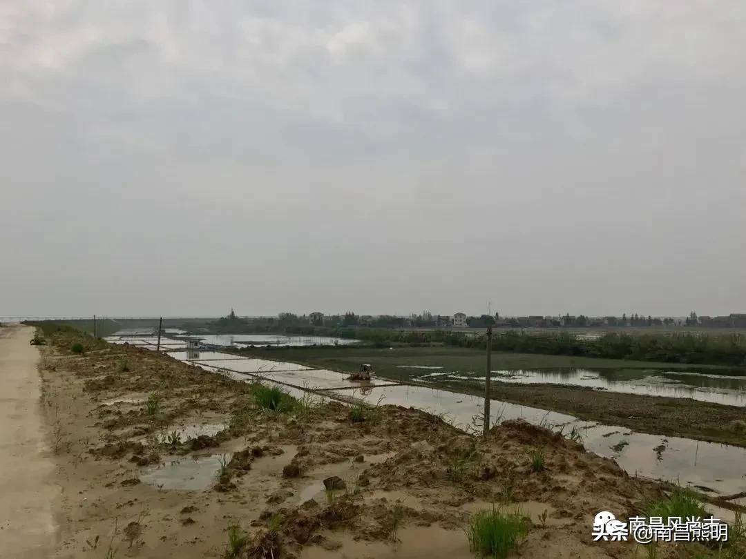 春雨如酥艾米果香
