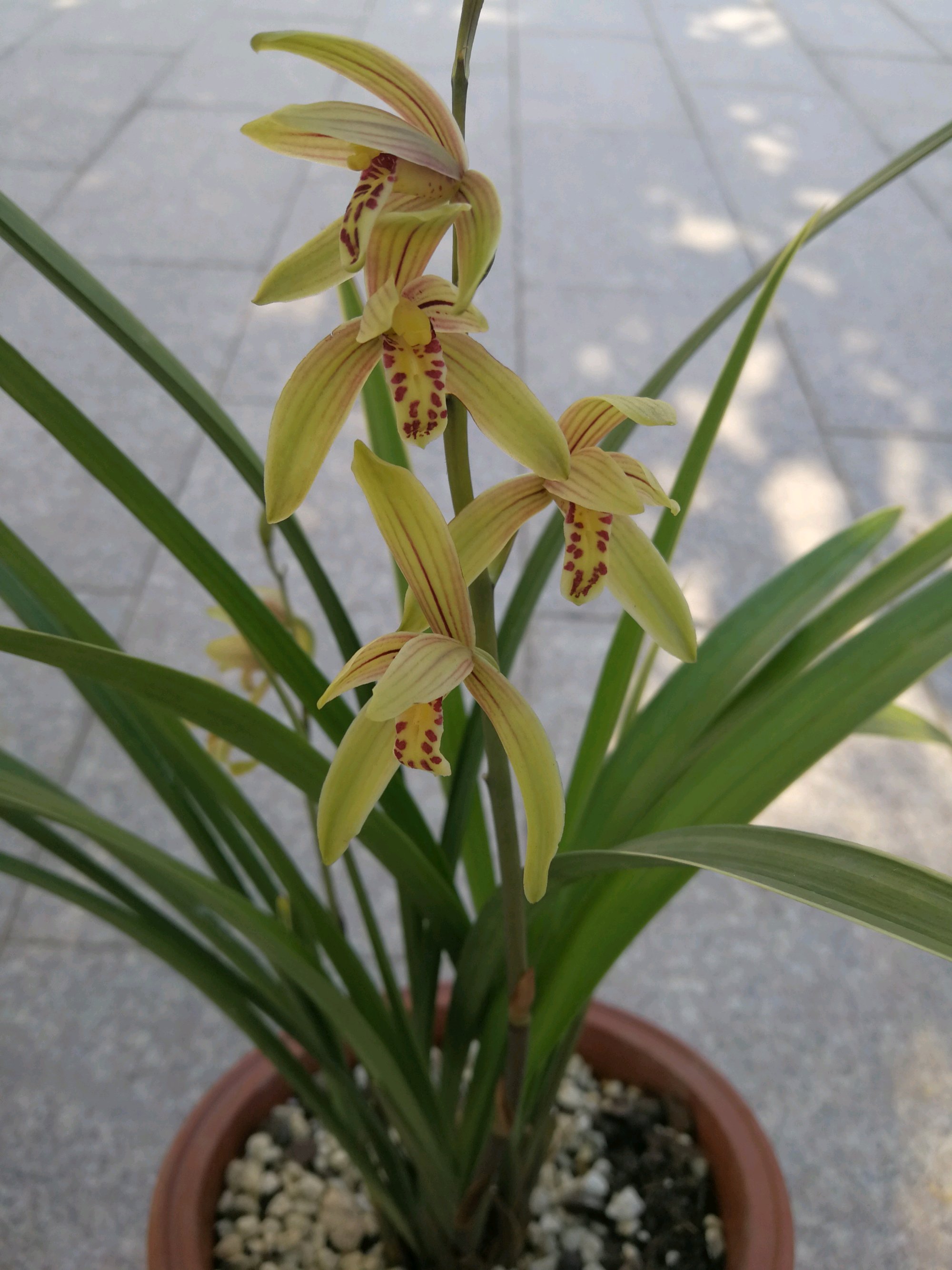 适合初学者的兰，保养简单，一年开几次花，香味溢出，便宜。