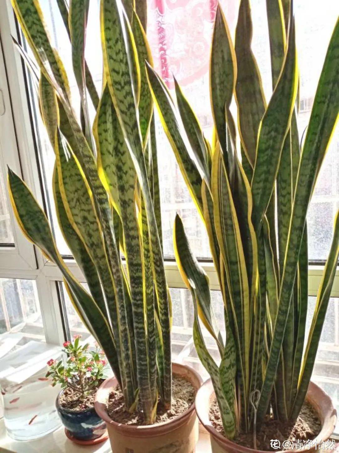 净化空气的室内植物排行（24种花净化空气最厉害）