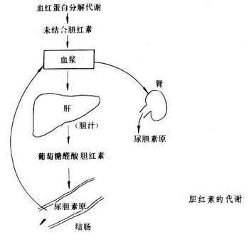 新生儿黄疸的“黄”从何而来？又从何而去？医生告诉你