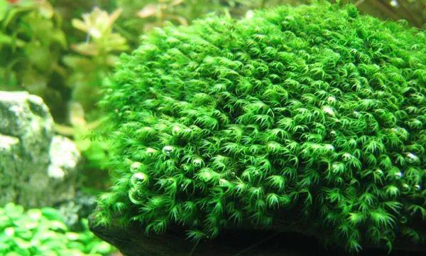 有水就能活的水草(有水种水草)-币圈之家