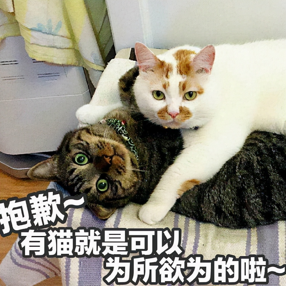 养猫分5个等级，越高级越幸福，你到哪个等级呢？