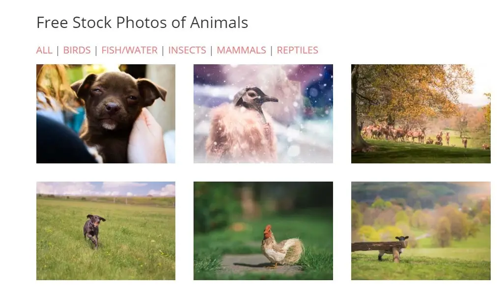 国外图片素材网站有哪些（全球10大免费无版权图片网站）