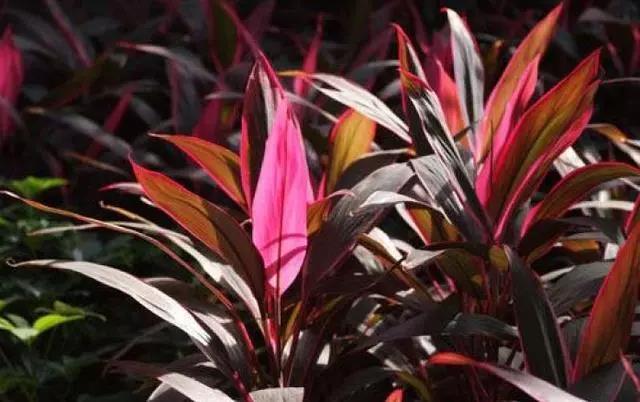 红色富贵竹怎么养才长得好红色富贵竹怎么养