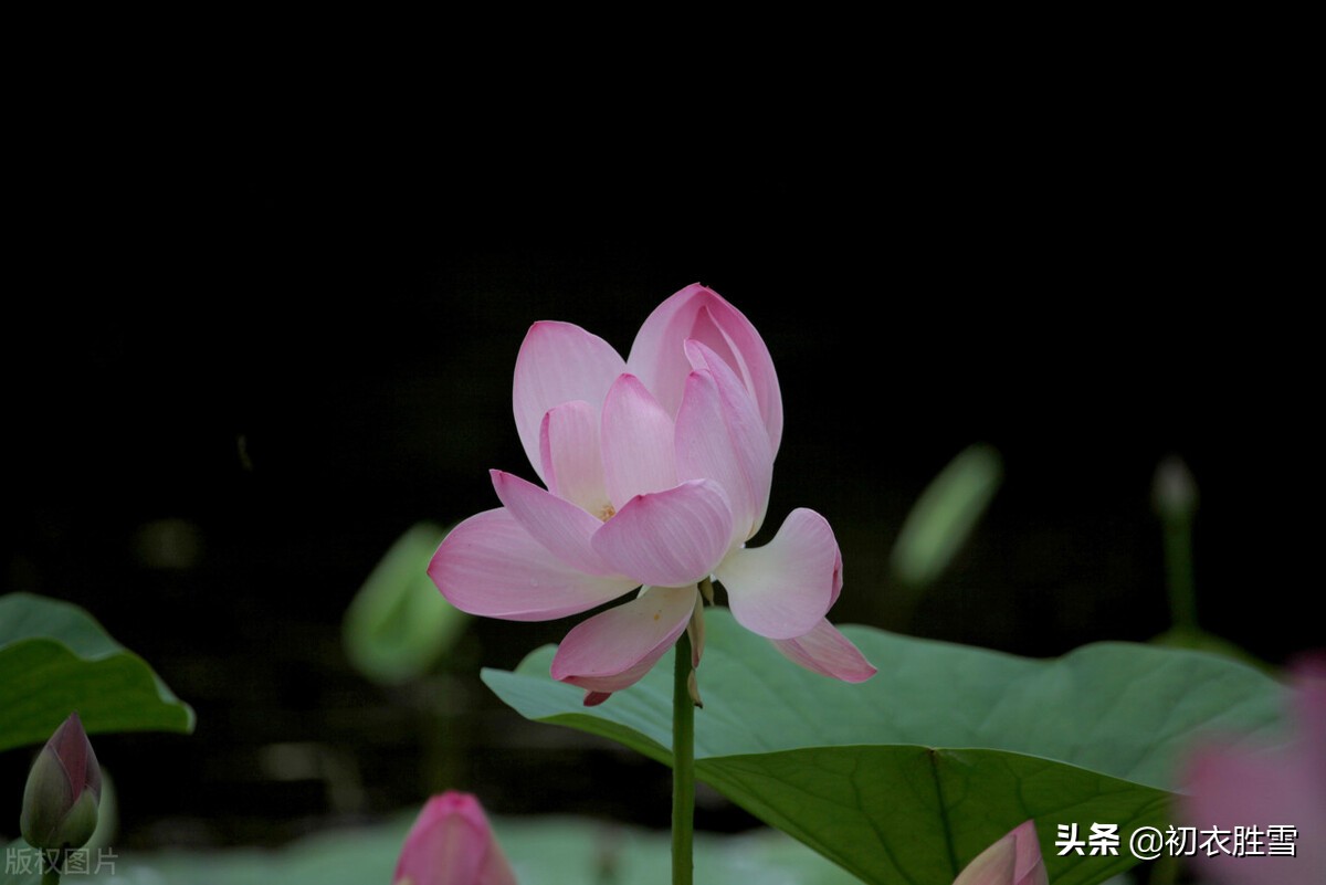 纳兰性德唯美荷花两首，一朵芙蓉著秋雨，并蒂莲花绾红妆