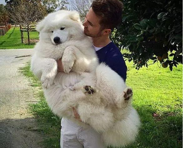 “恨”主人的狗狗，都有这几种表现，希望你家狗没有