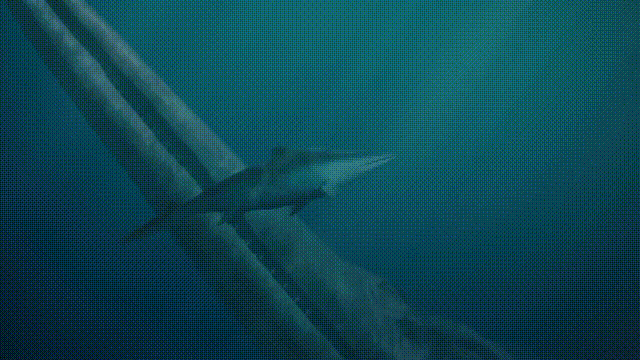 5种比巨齿鲨还恐怖的海怪，背后隐藏着一个人类起源的故事