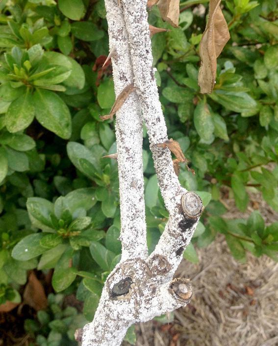 月季易感染蚧壳虫,掌握这"三技巧",防治更彻底,高效不复发