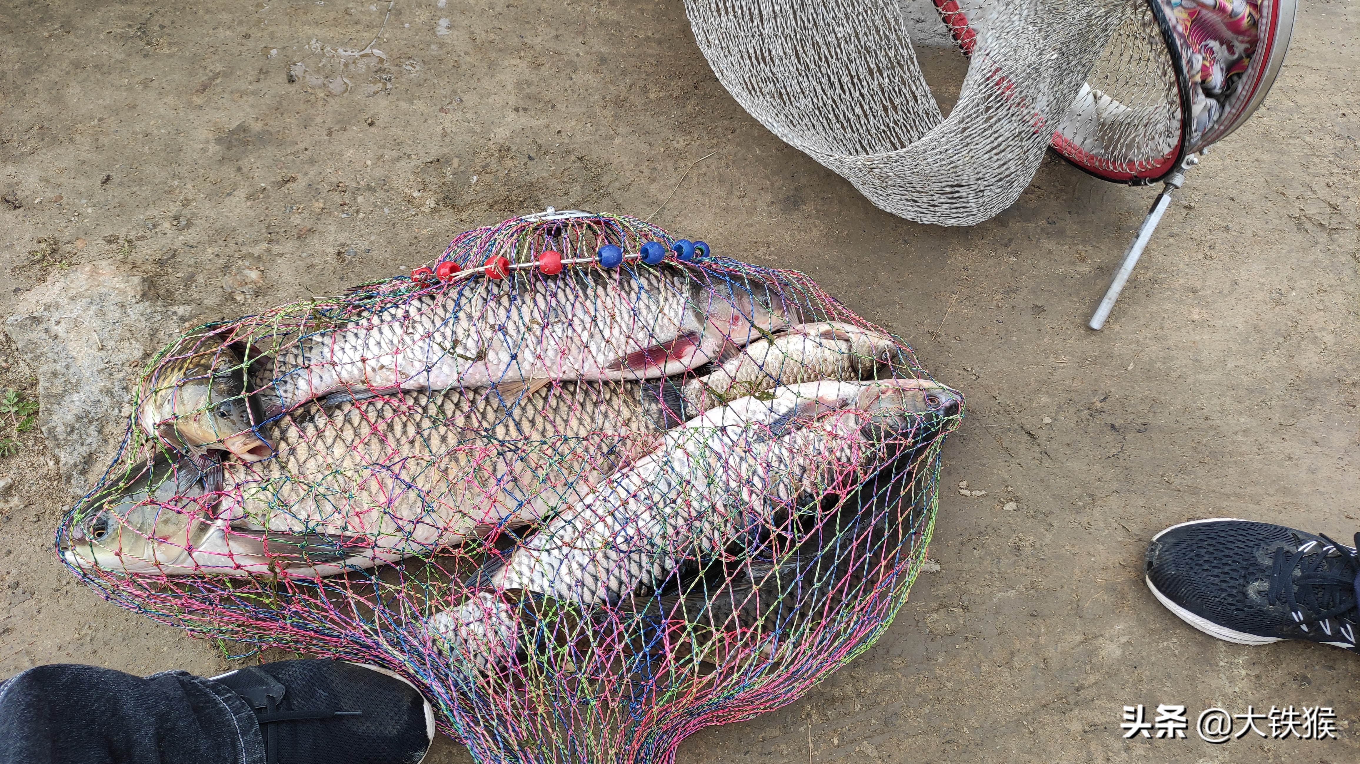 15到30斤的青鱼用多大线组(30斤左右的青鱼用多大线组)