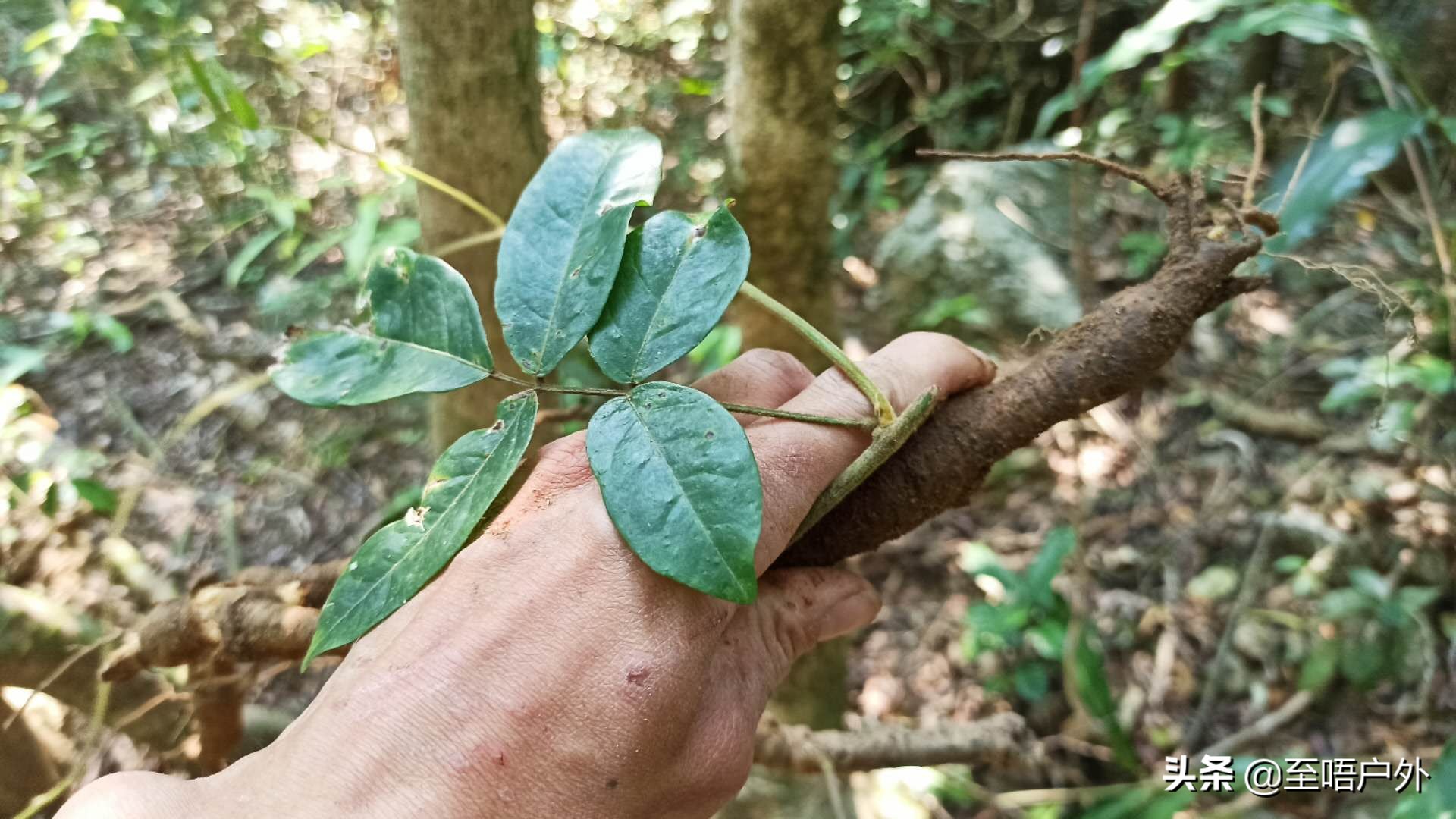 野生的牛大力,采挖好了之后,可将那个牛大力的藤枝条重新用泥土覆盖好