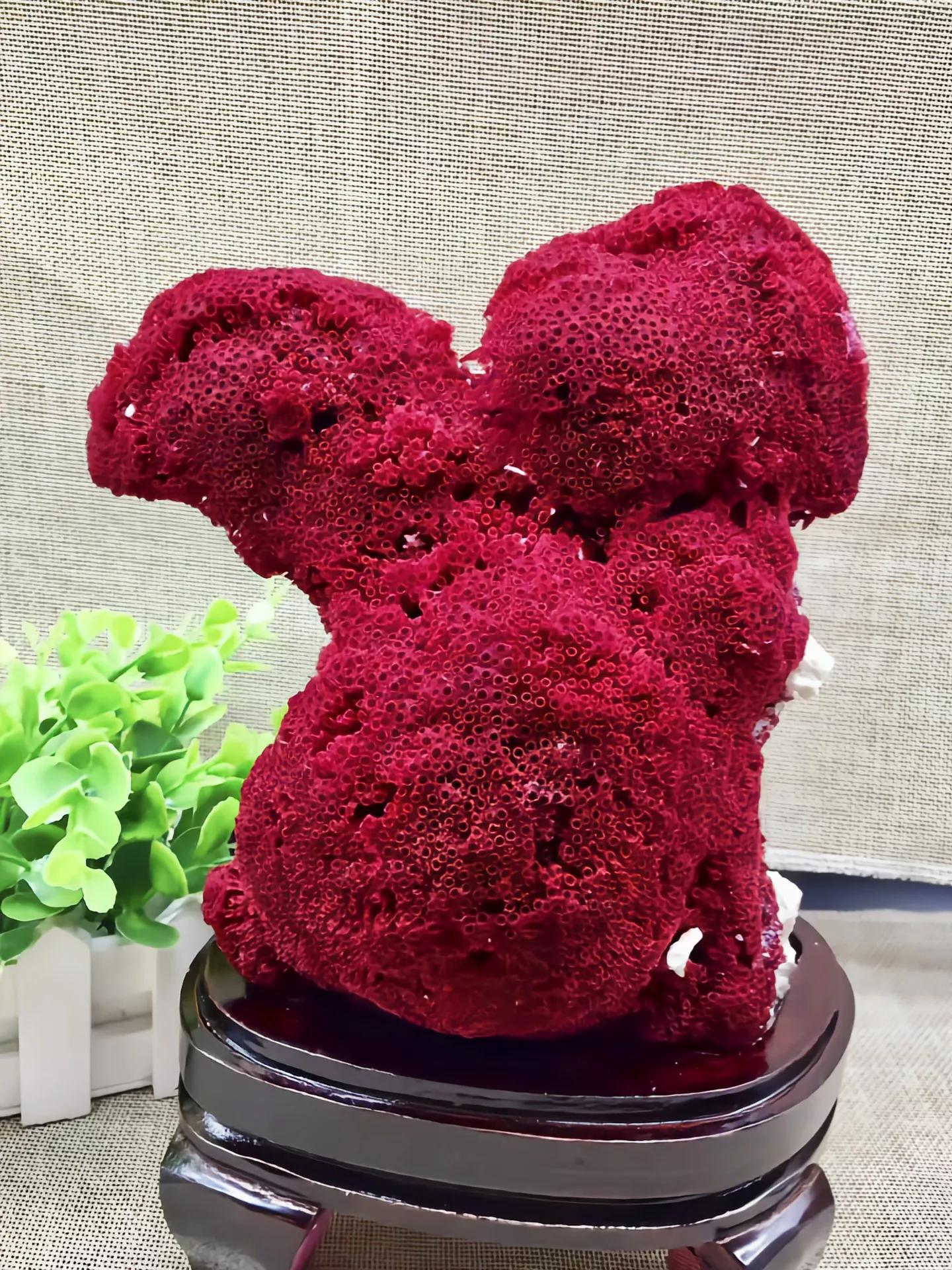 价值上百万!台湾渔民意外钓获红珊瑚,谁知竟受国家一级保护