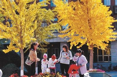 仅在每周六、周日开放！辽大最美银杏如何文明观赏快看这里……