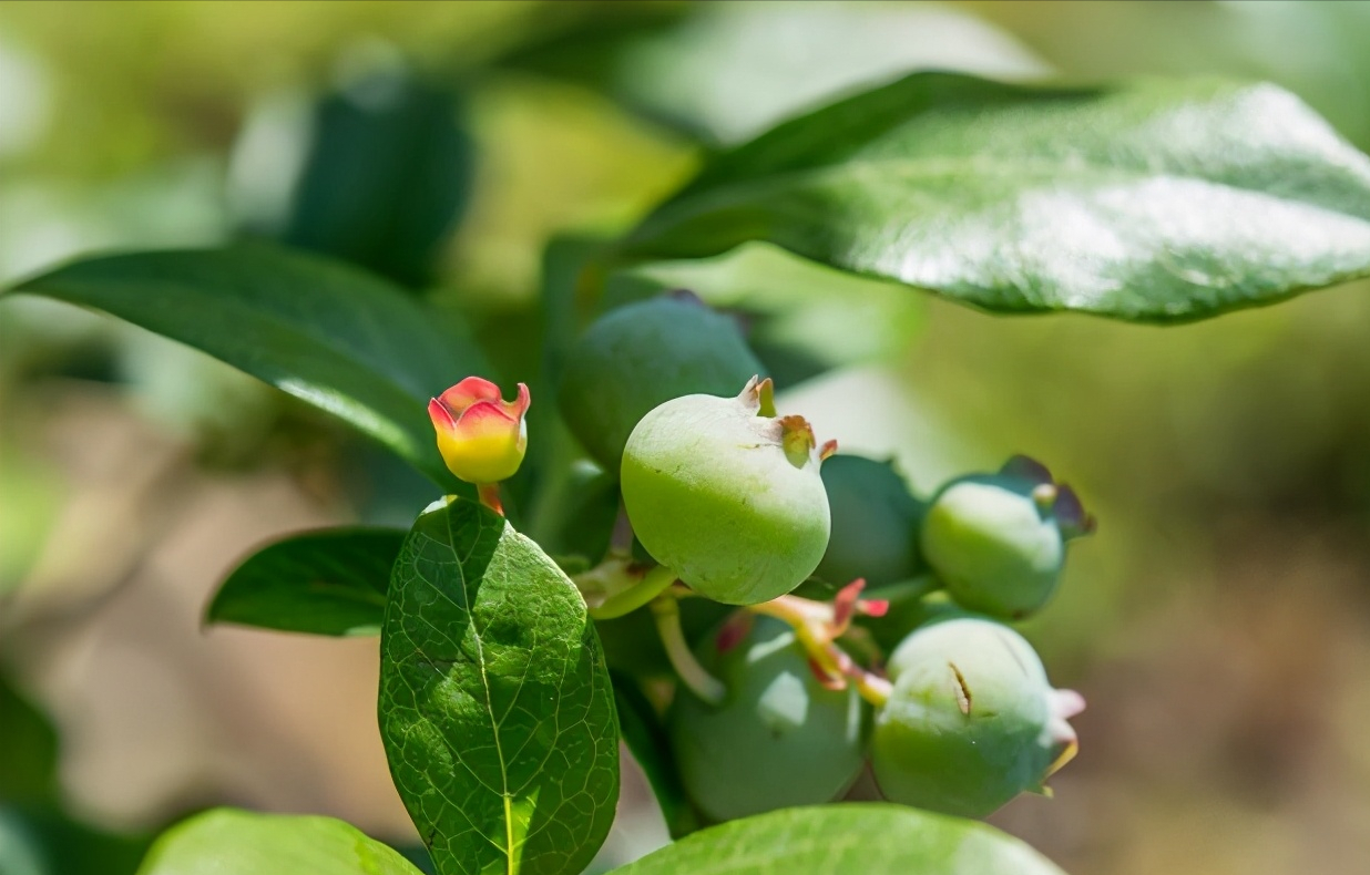 家庭栽培蓝莓，选对品种很重要，分享5种适合家庭栽培的蓝莓品种