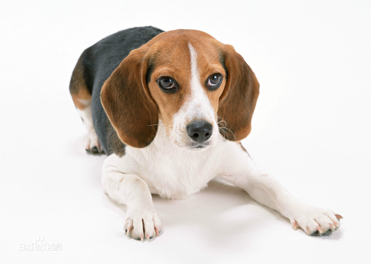 世界杯茶杯犬(宠物狗百科全书（上）中小型犬有哪些品种？各有怎样的性格特点？)