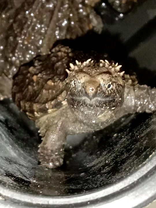 杂佛鳄龟3厘米怎么养忌讳什么精心整理