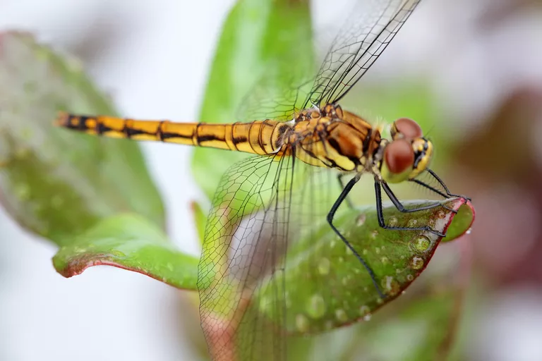 关于蜻蜓的资料有哪些，关于倾听的相关资料知识介绍