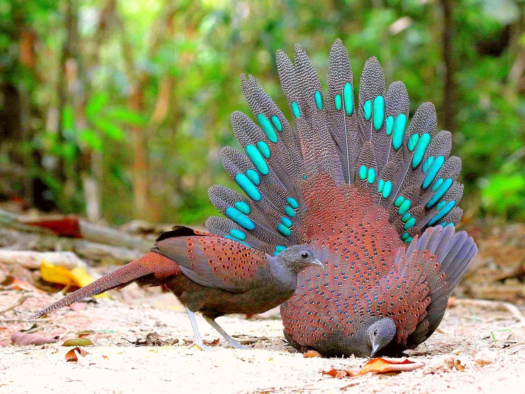 粉红色孔雀(生物相册:五彩缤纷的孔雀家族,十多种会开屏的雉科动物)