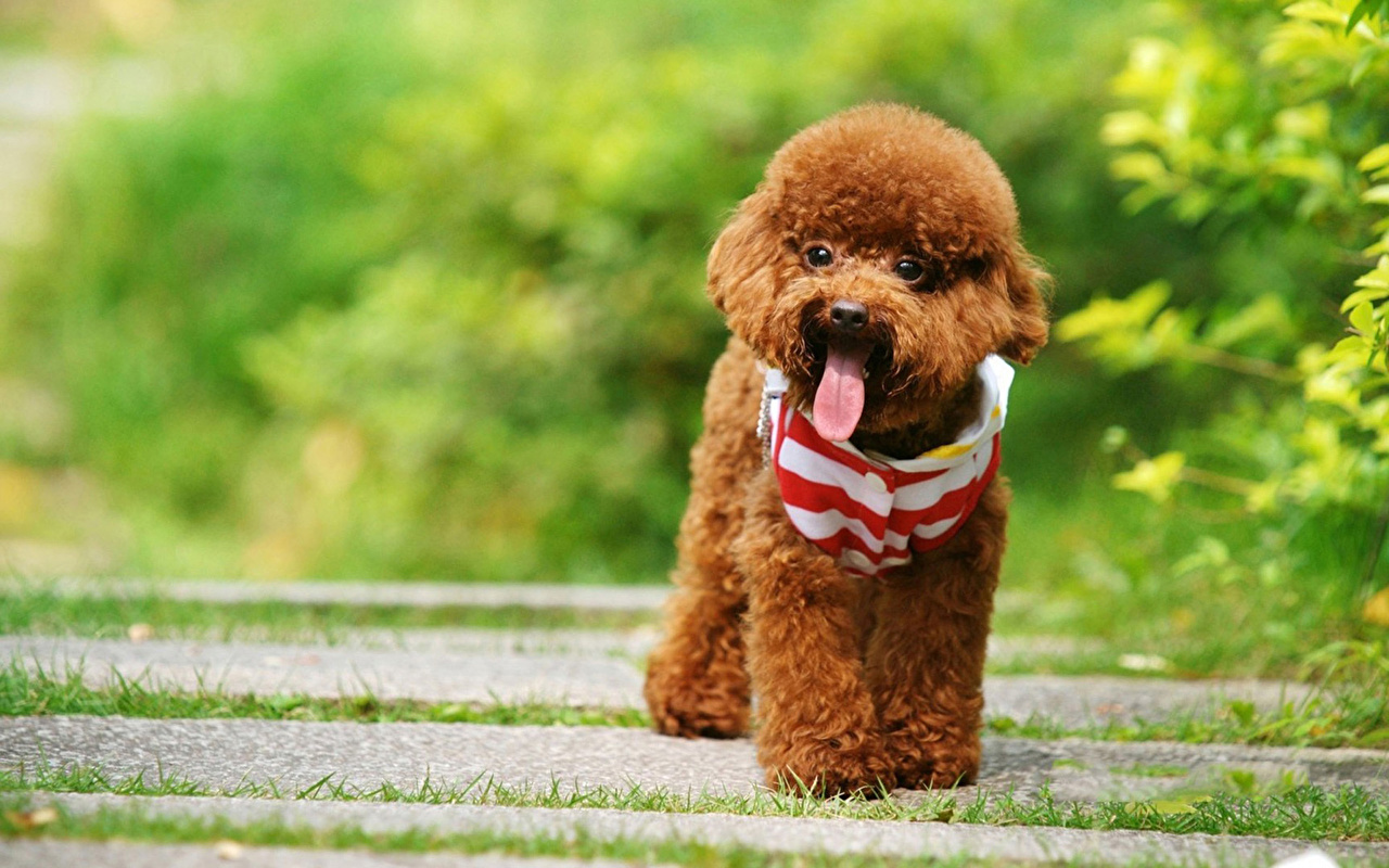 新手养狗必看：国内十大流行犬种横向对比