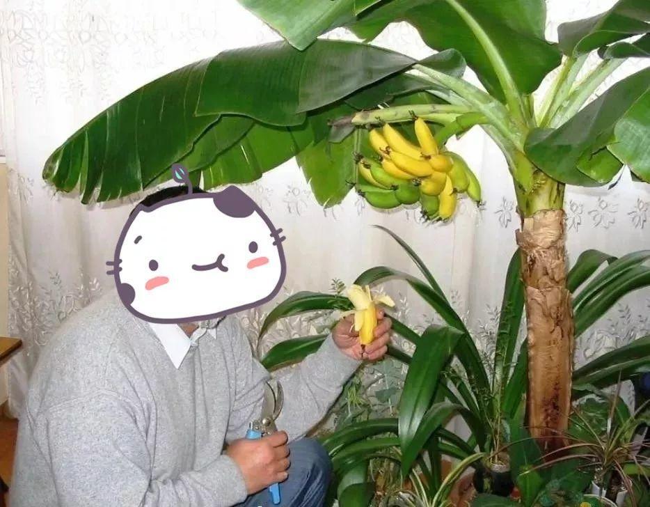 香蕉鱼免费直播观看在线视频(比绿萝还耐阴的花，叶子亮得像打蜡，摆客厅上档次)