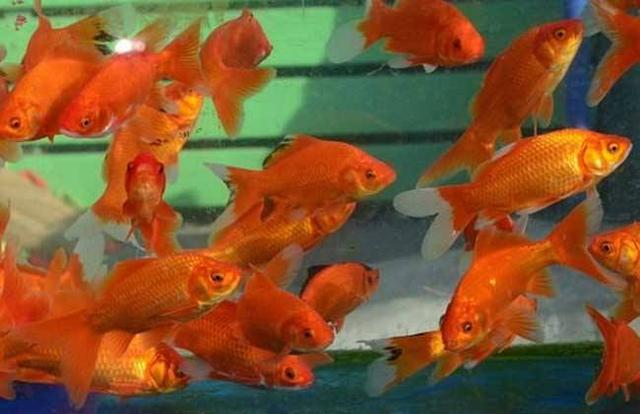 精心挑选6种最容易饲养的观赏鱼，奉献给鱼友，说错了我就罚酒喝