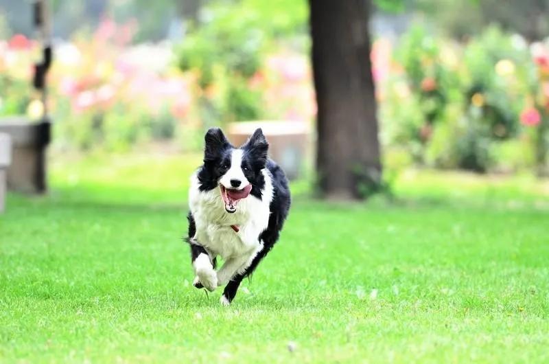 边牧明明智商排第一，为什么却当不了警犬？