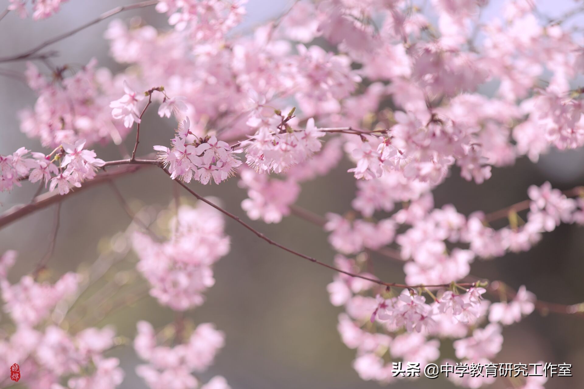 春天樱花烂漫，整理十首赞美樱花的诗，分享给朋友们！