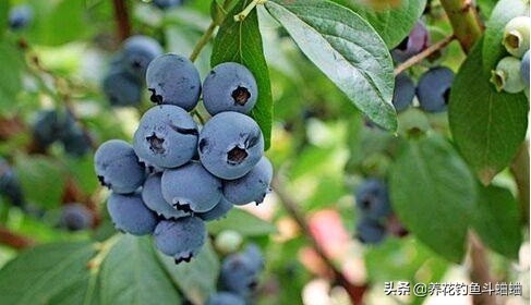 蓝莓有籽吗籽长什么样（图文讲解蓝莓籽的样子）