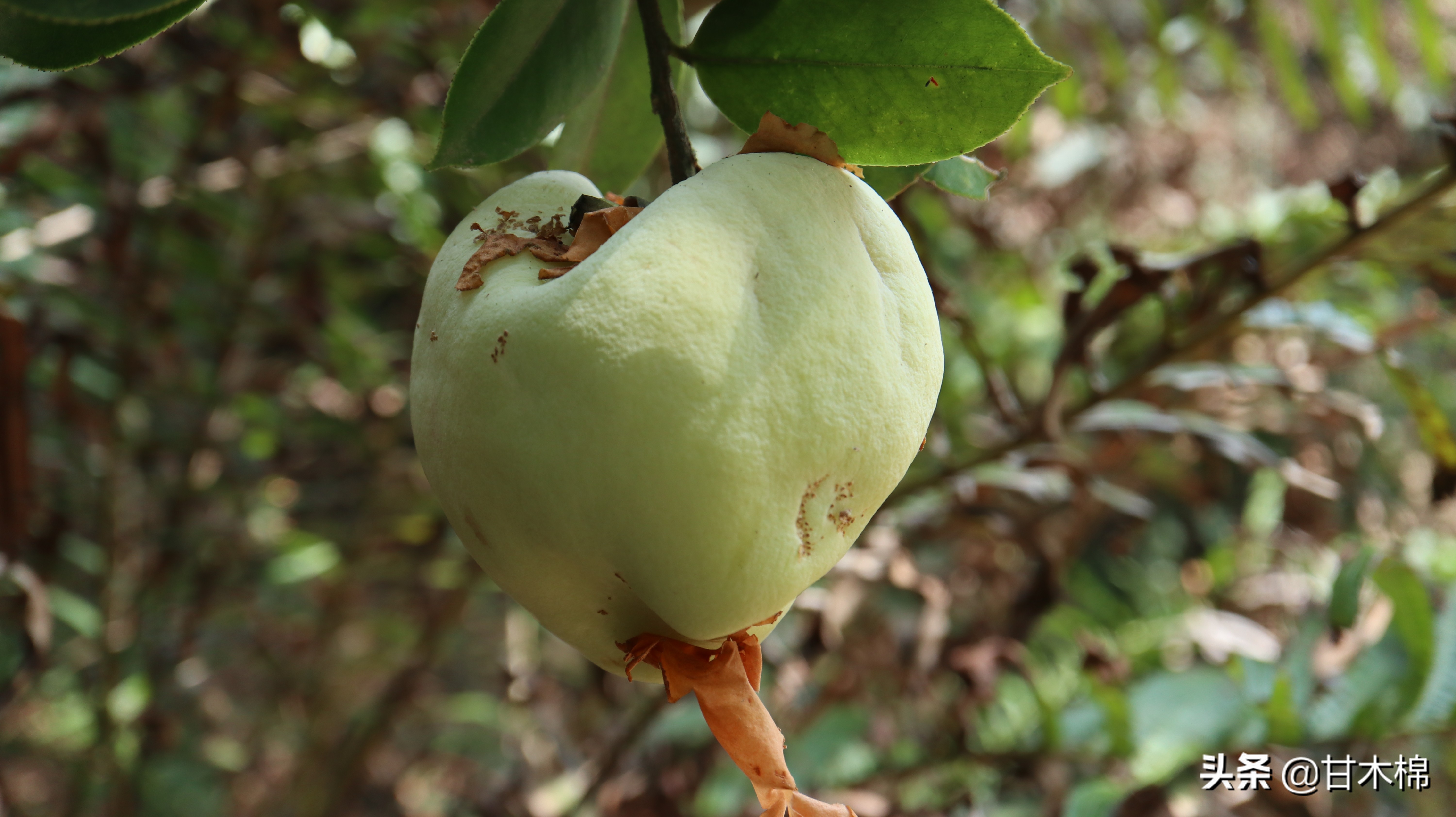 【茶泡】【黄狗卵】【落地杨梅】又叫龙须果,假苦果,果实被柔毛包裹着