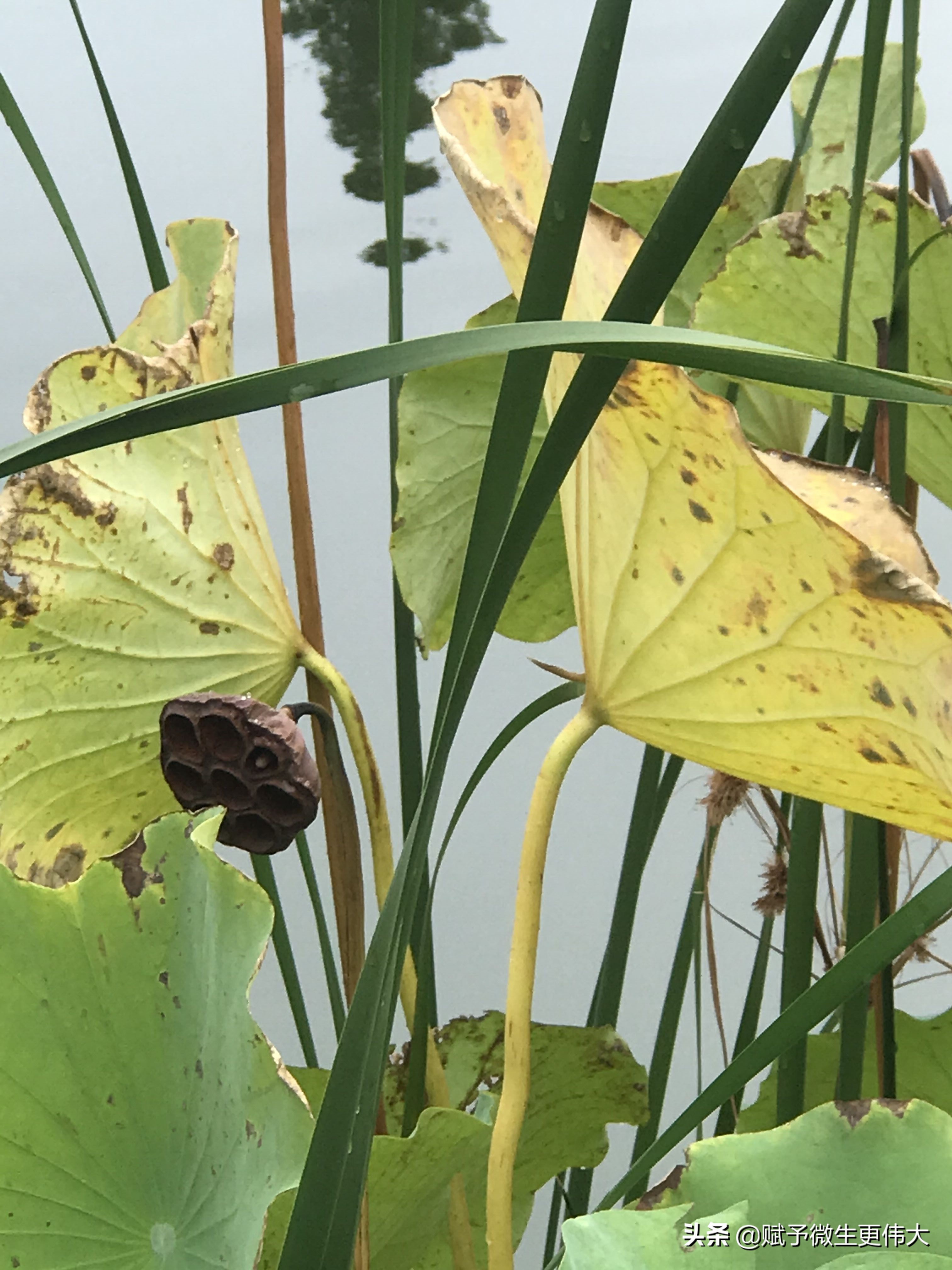 破茧——雖開方便之多門 同趣涅槃之一路（王安石）