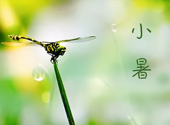 二十四节气之小暑诗词