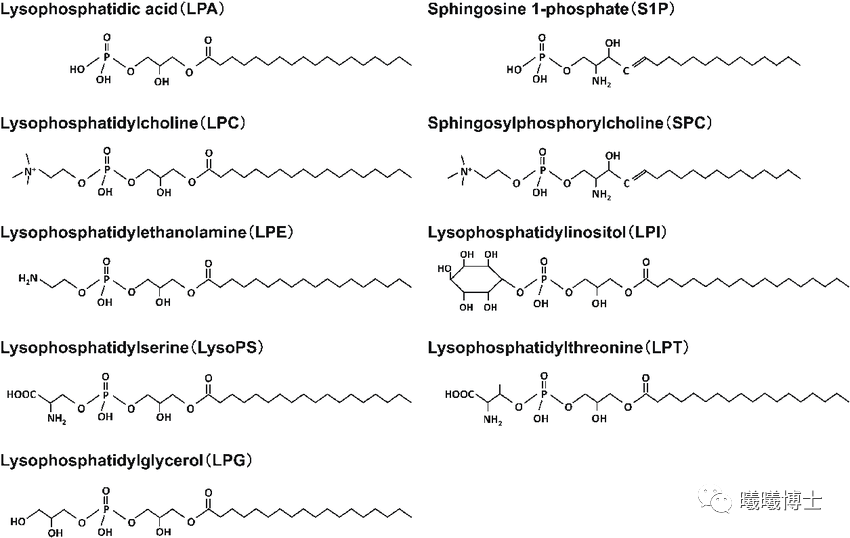 没有比这更详细的溶血磷脂的深度认识了