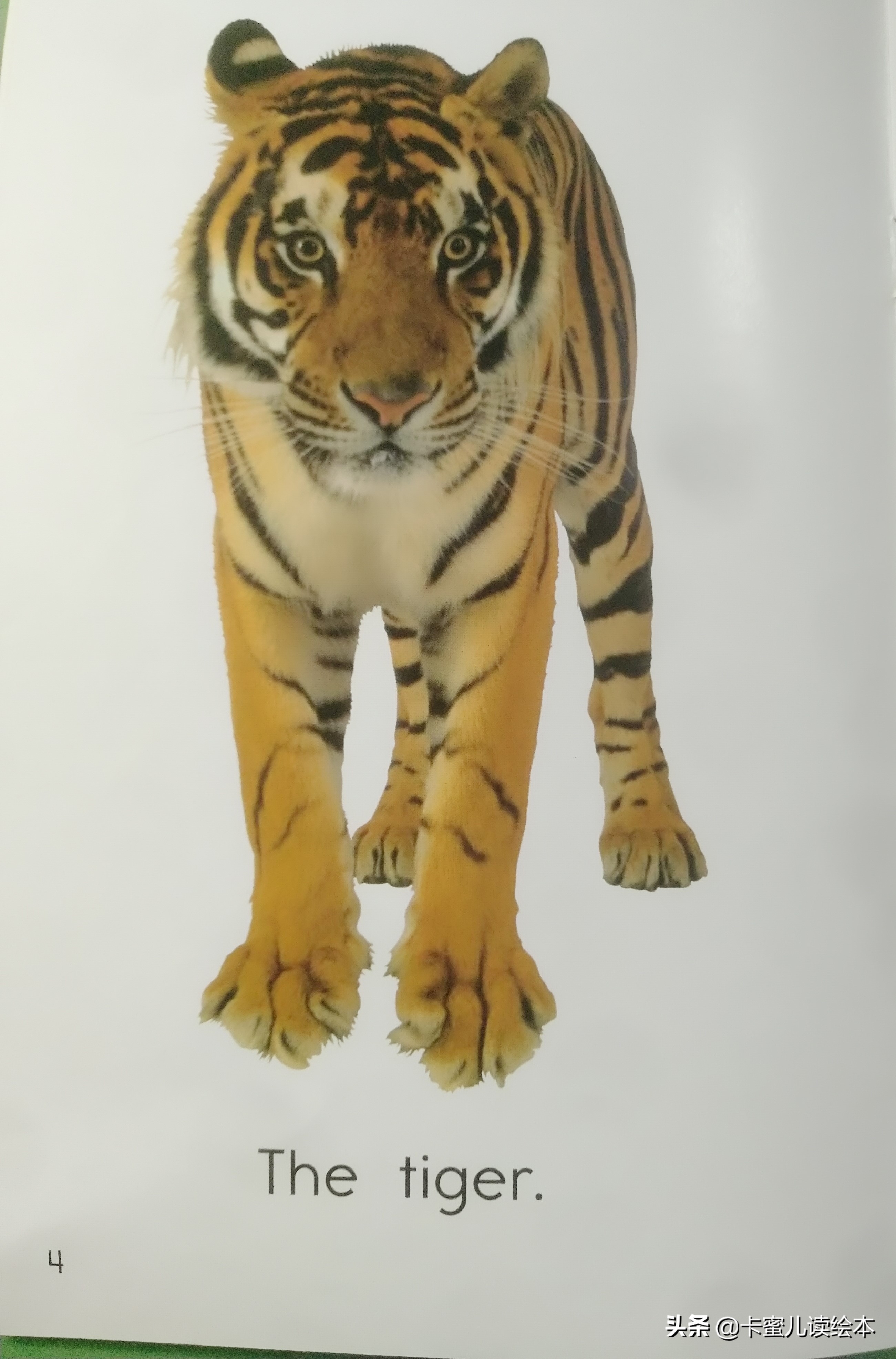 英文有声绘本故事《The Zoo》动物园