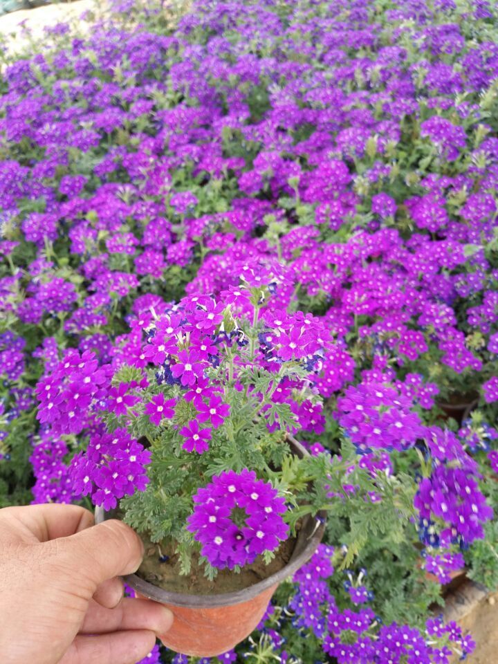 开紫色花的植物的图片及名称（带你了解高雅的紫色花草）