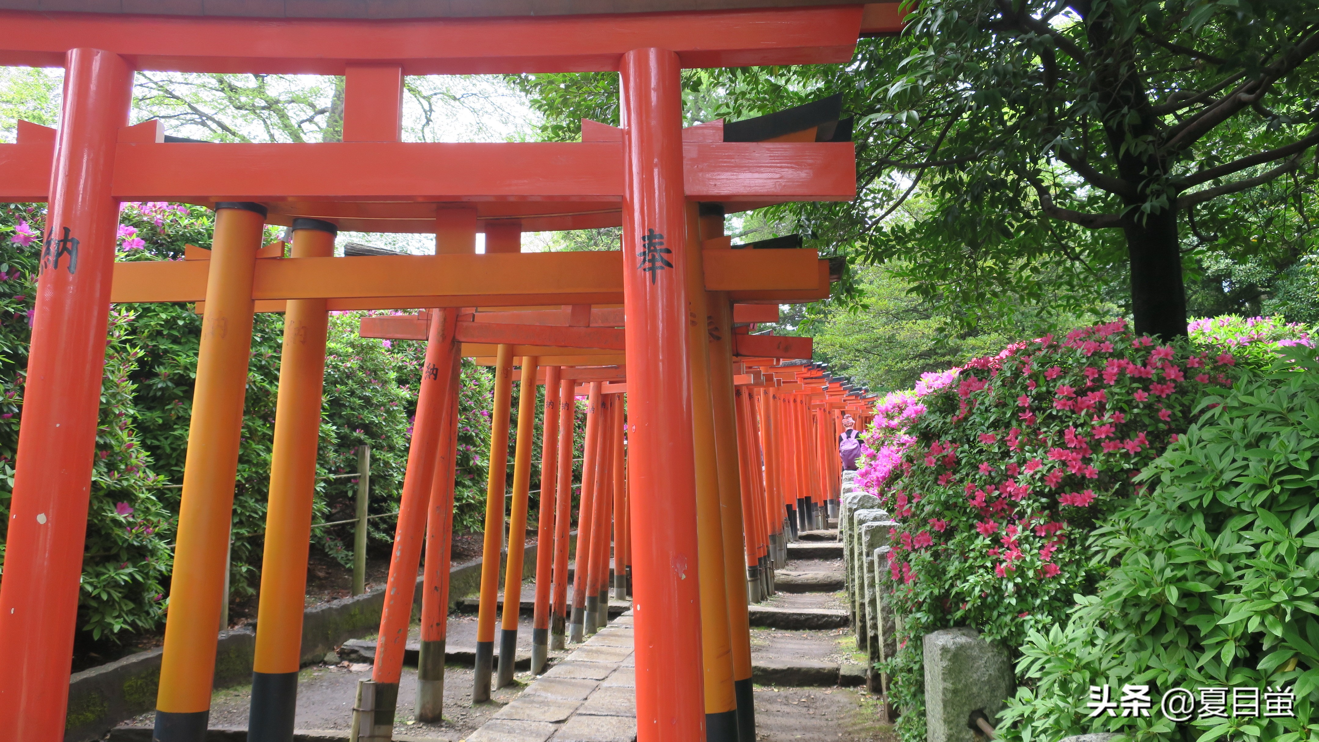 东京：根津神社，杜鹃花丛中的漫步