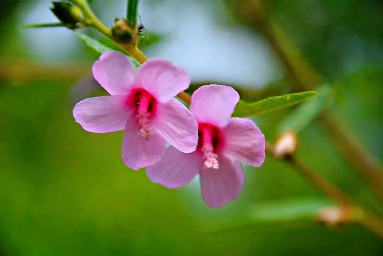 桃花别名红雨图片