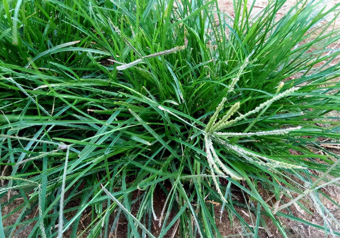 牛筋草收购多少钱牛筋草