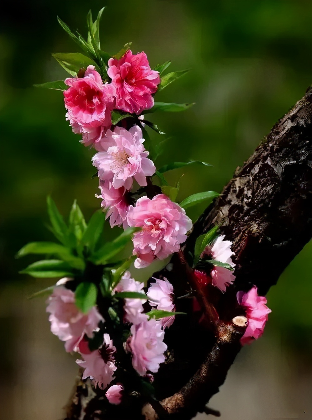 春风拂面花自开，桃花盛开美如画。