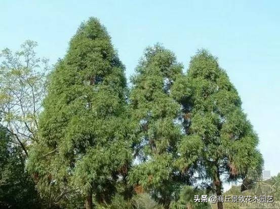 常绿乔木有哪些（70多种常用常绿乔木图例宝典）