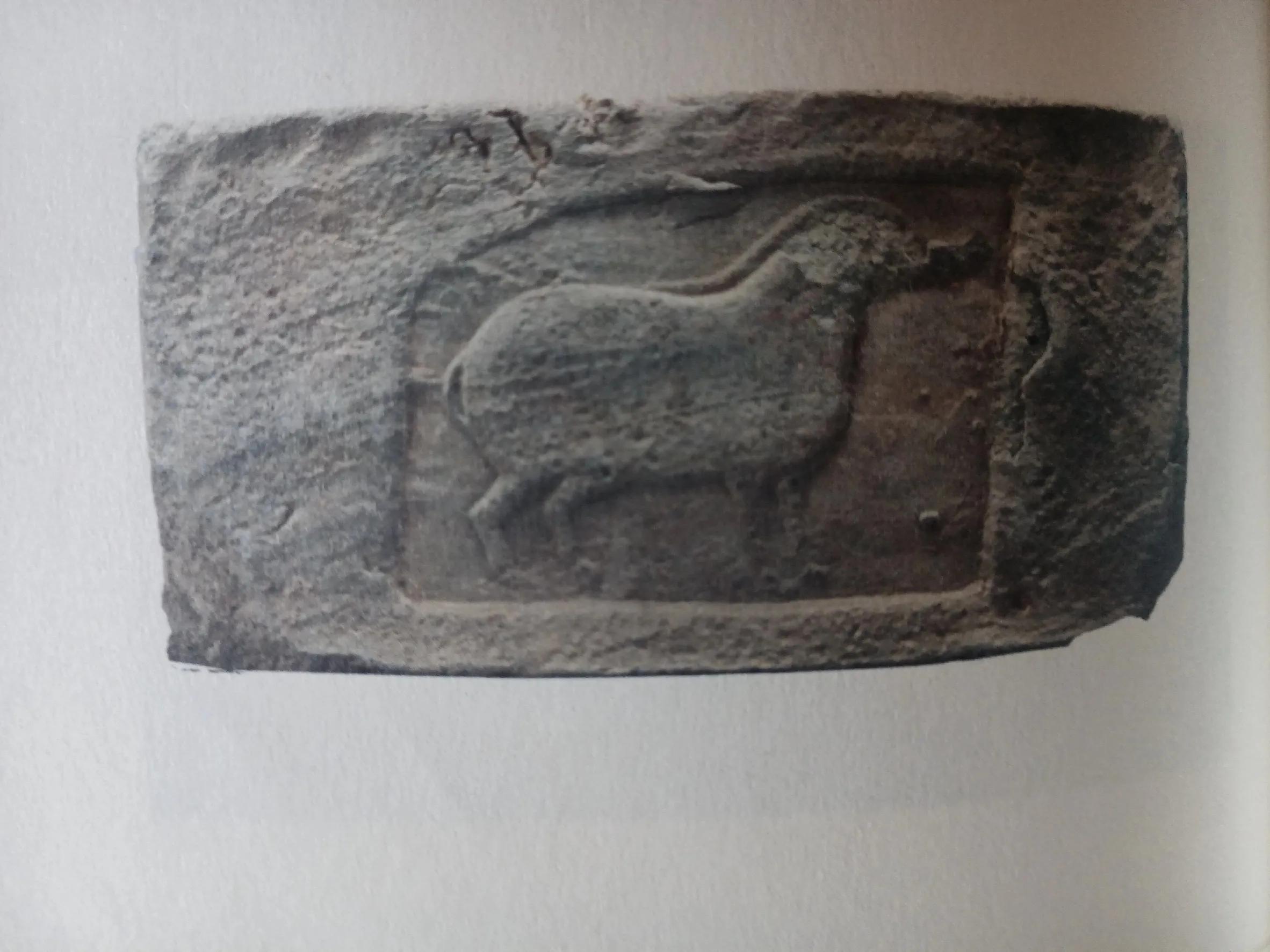 豬在什么時代被廣泛養殖,豬在什么時代被廣泛養殖的