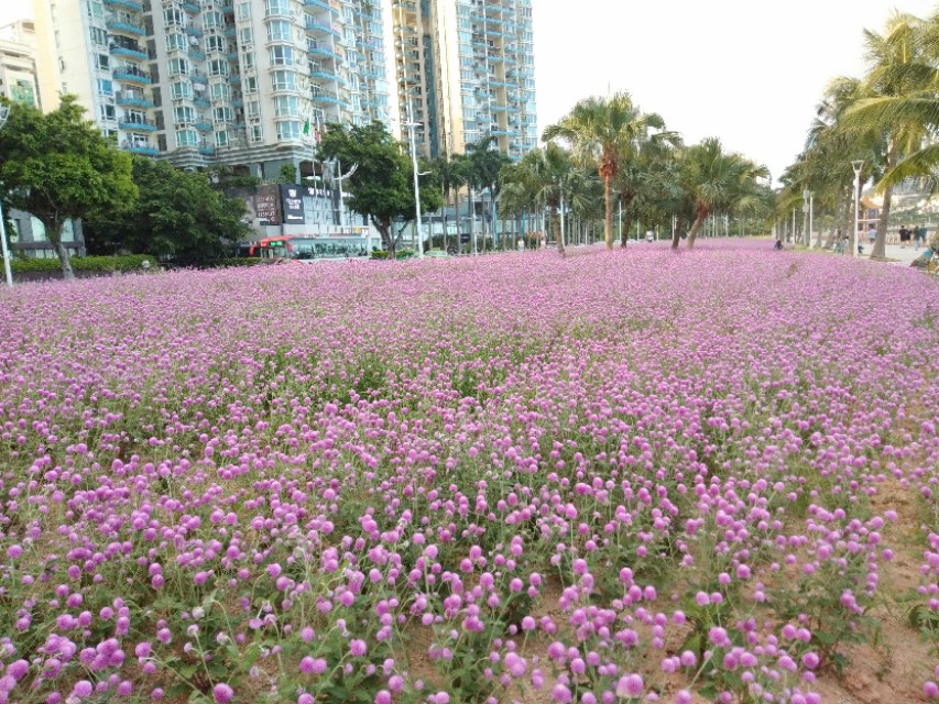 珠海的美毋庸置疑！吉大的由来，你信哪一个