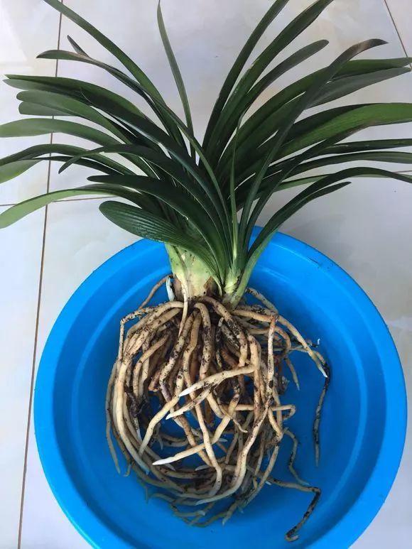 栀子花根(栀子花根系发达吗)-我的快乐小窝