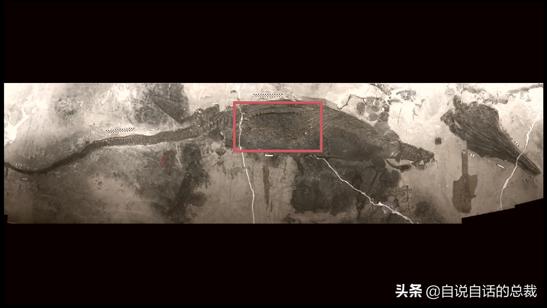 5种比巨齿鲨还恐怖的海怪，背后隐藏着一个人类起源的故事