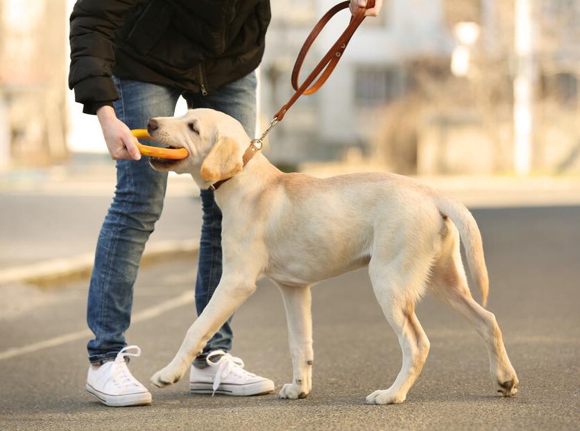 吉娃娃什么价位（吉娃娃犬的价格）