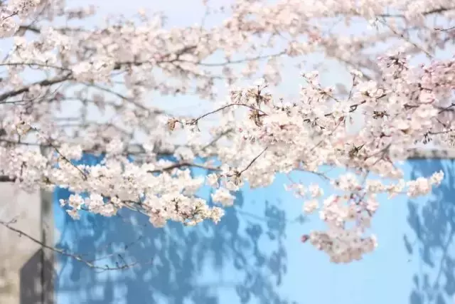 开学了，去青岛最美大学去逛一逛吧，个个堪比5A级景区