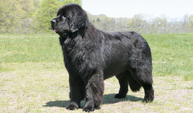 盘点世界十大大型犬排名，你都认识吗？
